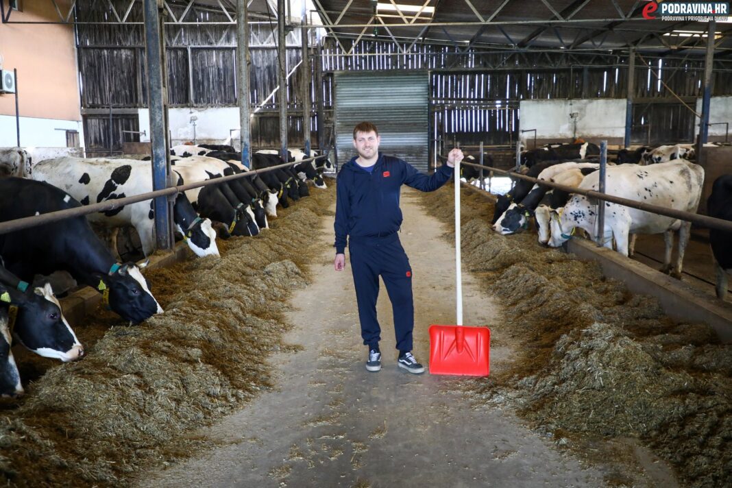Marko Ivančan, mlijeko, krave