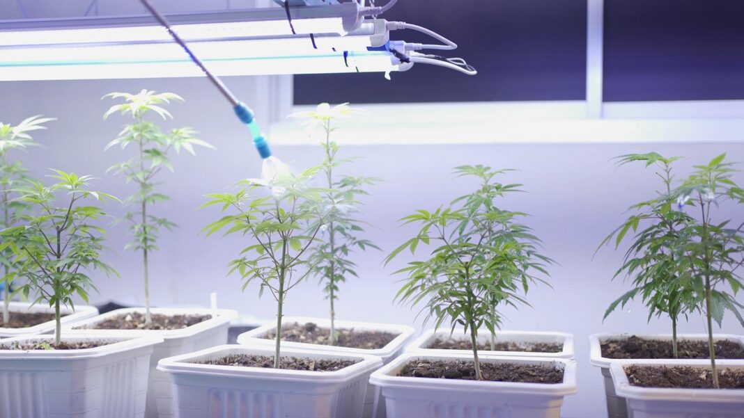 Laboratorij za uzgoj industrijske konoplje Legalizacije marihuane