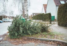 božićno drvce, božićna drvca, odvoz borova, odvoz božićnih drvaca