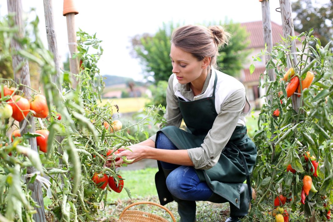 rajčica, paradajz, vrt, kako saditi rajčice, trikovi za vrt
