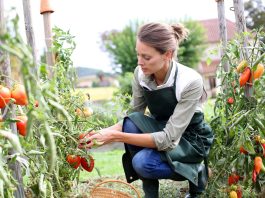 rajčica, paradajz, vrt, kako saditi rajčice