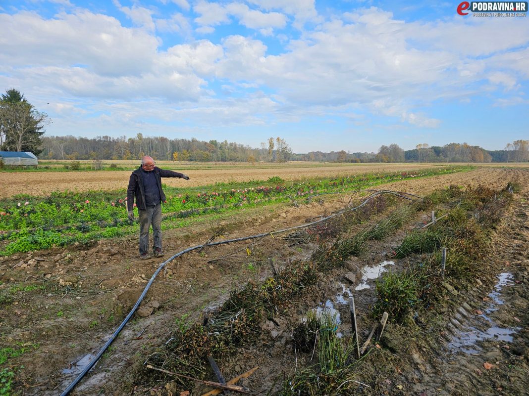 Lunjkovec, krađa ruža