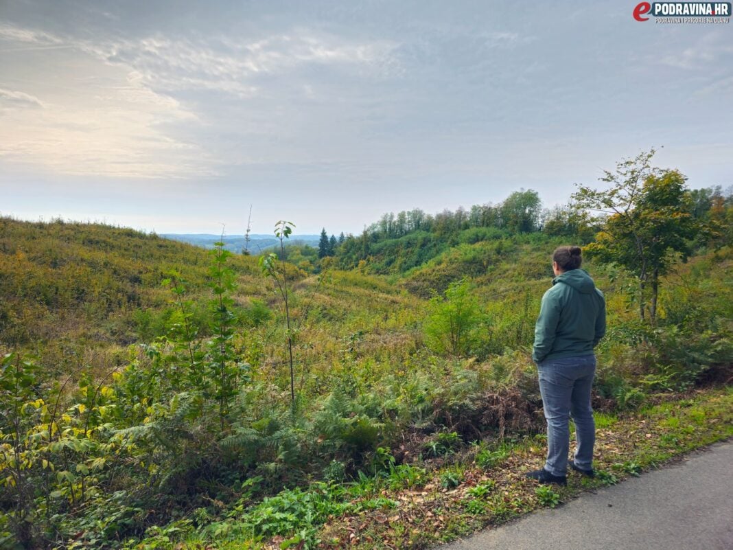 Šuma, pošumljavanje